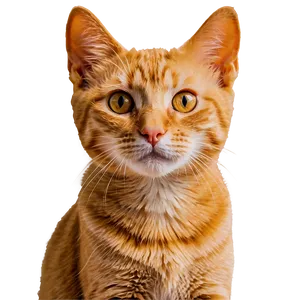 Orange Cat Face PNG Oot