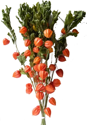 Orange Chinese Lantern Plants