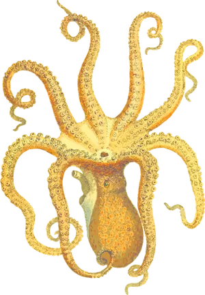 Orange Cuttlefish Illustration.png PNG image