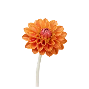 Orange Dahlia Perfection PNG 06122024 PNG