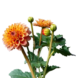 Orange Dahlia Perfection Png Dbj80 PNG image