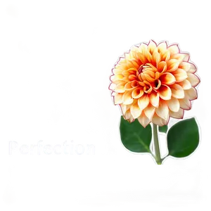 Orange Dahlia Perfection PNG Jpc PNG