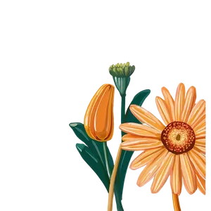 Orange Daisy Illustration PNG 06122024