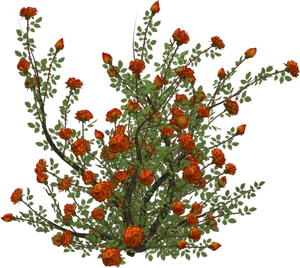 Orange Flower Bushon Black Background PNG image