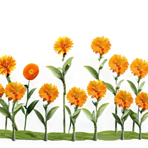 Orange Flower Field Png 06122024 PNG image