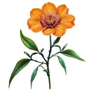 Orange Flower PNG Loi