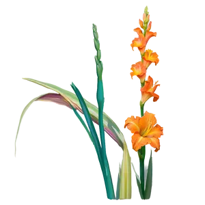 Orange Gladiolus Grace Png 06122024 PNG image