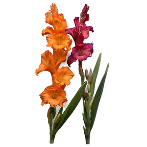 Orange Gladiolus Grace Png 3 PNG image