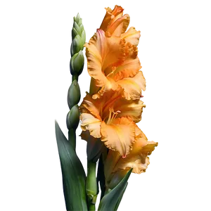 Orange Gladiolus Grace Png Csn84 PNG image