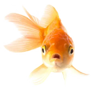 Orange Goldfish Front View Transparent Background