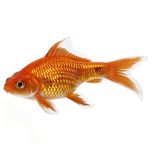 Orange Goldfish PNG Alw49