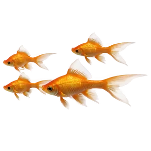 Orange Goldfish PNG Did18