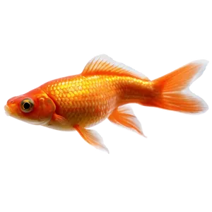Orange Goldfish PNG Jeb35