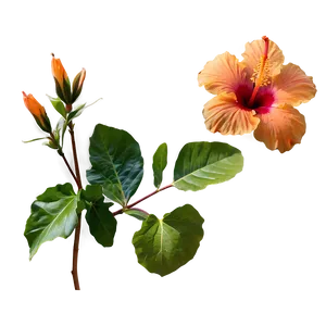 Orange Hibiscus Beauty PNG Cqd PNG