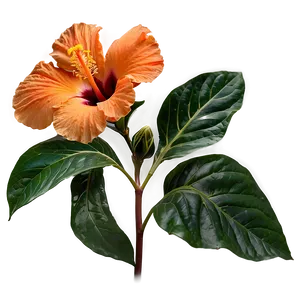 Orange Hibiscus Beauty PNG Fhc79 PNG