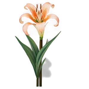 Orange Lily Elegance PNG 13 PNG