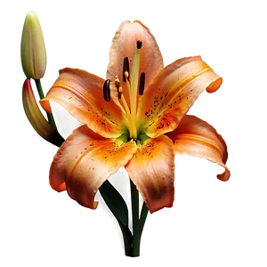 Orange Lily Elegance Png Nts PNG image