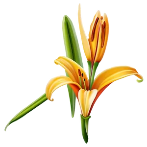 Orange Lily Flower Png 06272024 PNG image