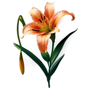 Orange Lily Flower Png 99 PNG image