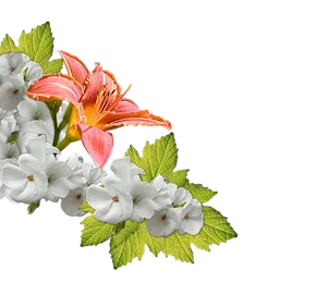 Orange Lily White Flowers Green Leaves