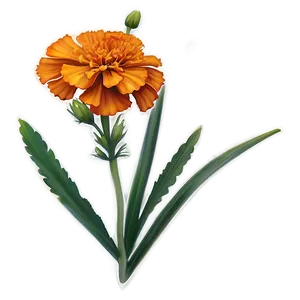 Orange Marigold Charm Png Oha82 PNG image