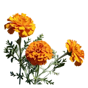 Orange Marigolds Bloom Png 06132024 PNG image