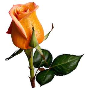 Orange Rose Png Mqu PNG image