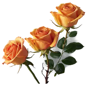 Orange Roses Sunset Png Egk PNG image