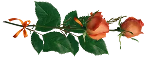 Orange Rosewith Ribbonon Black Background