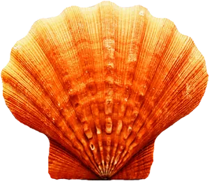 Orange Scallop Seashell.png
