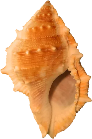 Orange Spiked Seashell.png