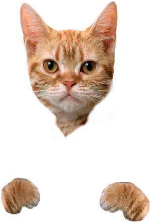 Orange Tabby Cat Head Paws