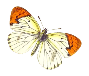 Orange Tipped Butterfly Black Background