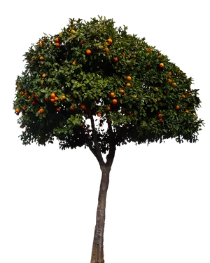 Orange_ Tree_ Against_ Black_ Background PNG