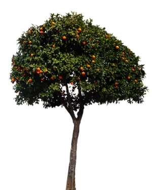 Orange Tree Black Background PNG