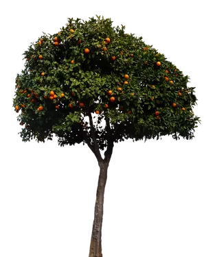 Orange Tree Full Bloom PNG