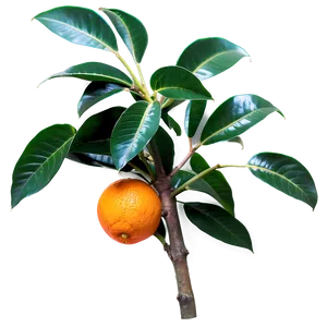 Orange Tree Leaves Png 48 PNG image