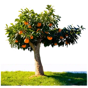 Orange Tree Sunrise PNG 06132024 PNG