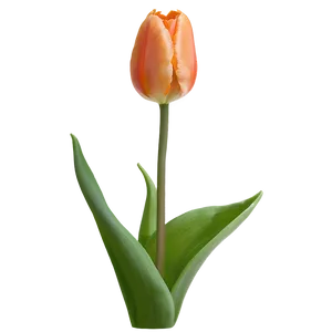 Orange Tulip Png 05212024 PNG image