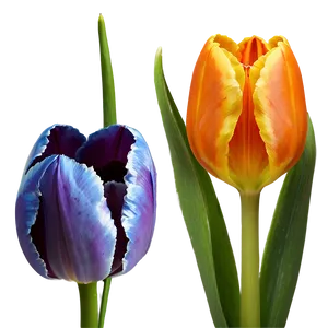 Orange Tulip Png Oba PNG image