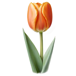 Orange Tulip Png Qxj PNG image