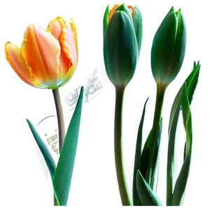 Orange Tulips Glow Png 2 PNG image