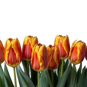 Orange Tulips Glow Png Iwj30 PNG image