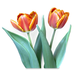 Orange Tulips Glow Png Xcr14 PNG image