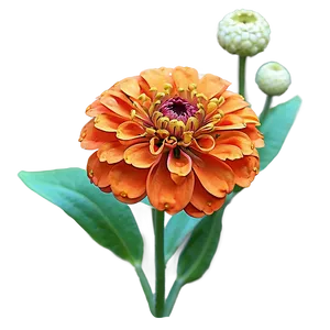 Orange Zinnia Joy Png 56 PNG image