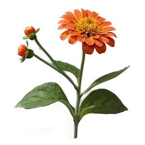 Orange Zinnia Joy PNG Yec39 PNG