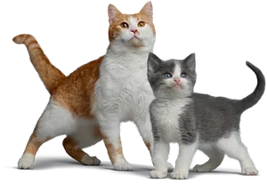 Orangeand White Adult Catwith Gray Kitten PNG image