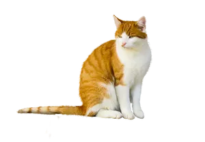 Orangeand White Cat Black Background
