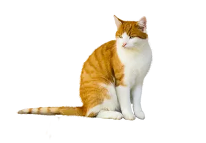 Orangeand White Cat Sitting
