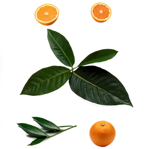 Oranges And Leaves PNG Cas78 PNG